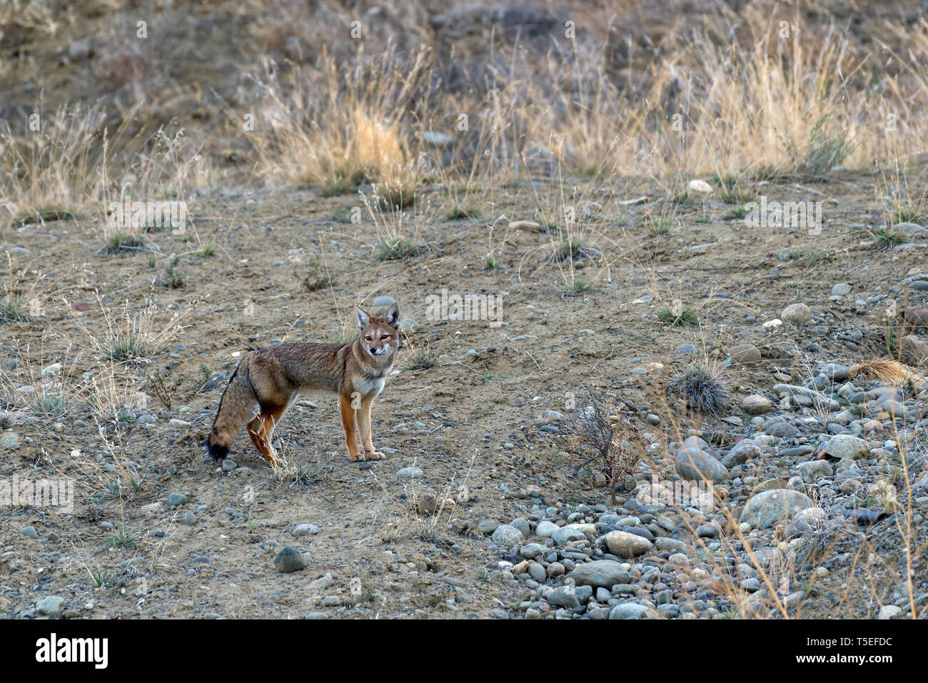 Grey Fox (Urocyon cinereoargenteus), PN Los Glaciares, Argentina Stock Photo