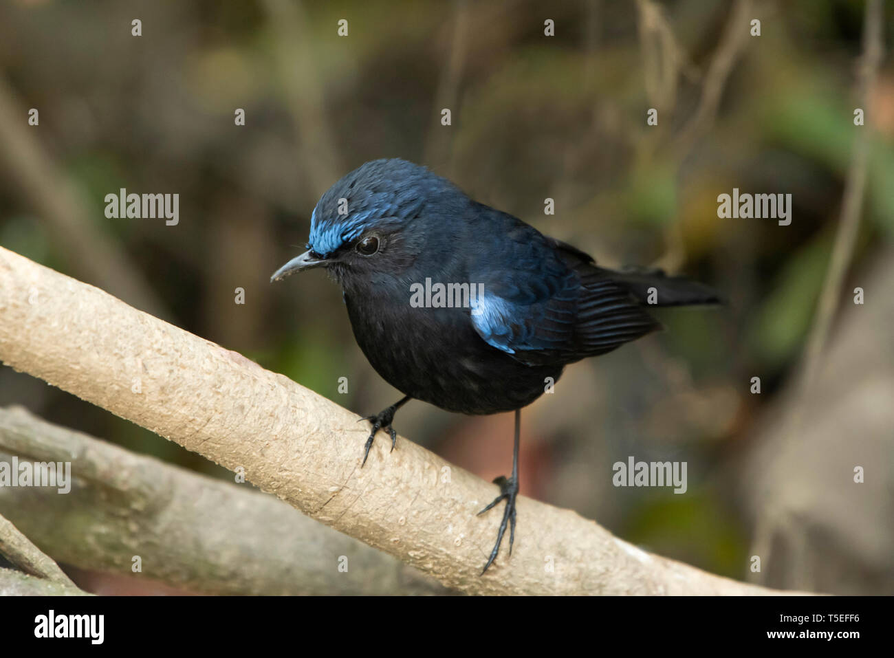 White-tailed robin, male, Myiomela leucura, Eastern Himalaya, Lava, India. Stock Photo