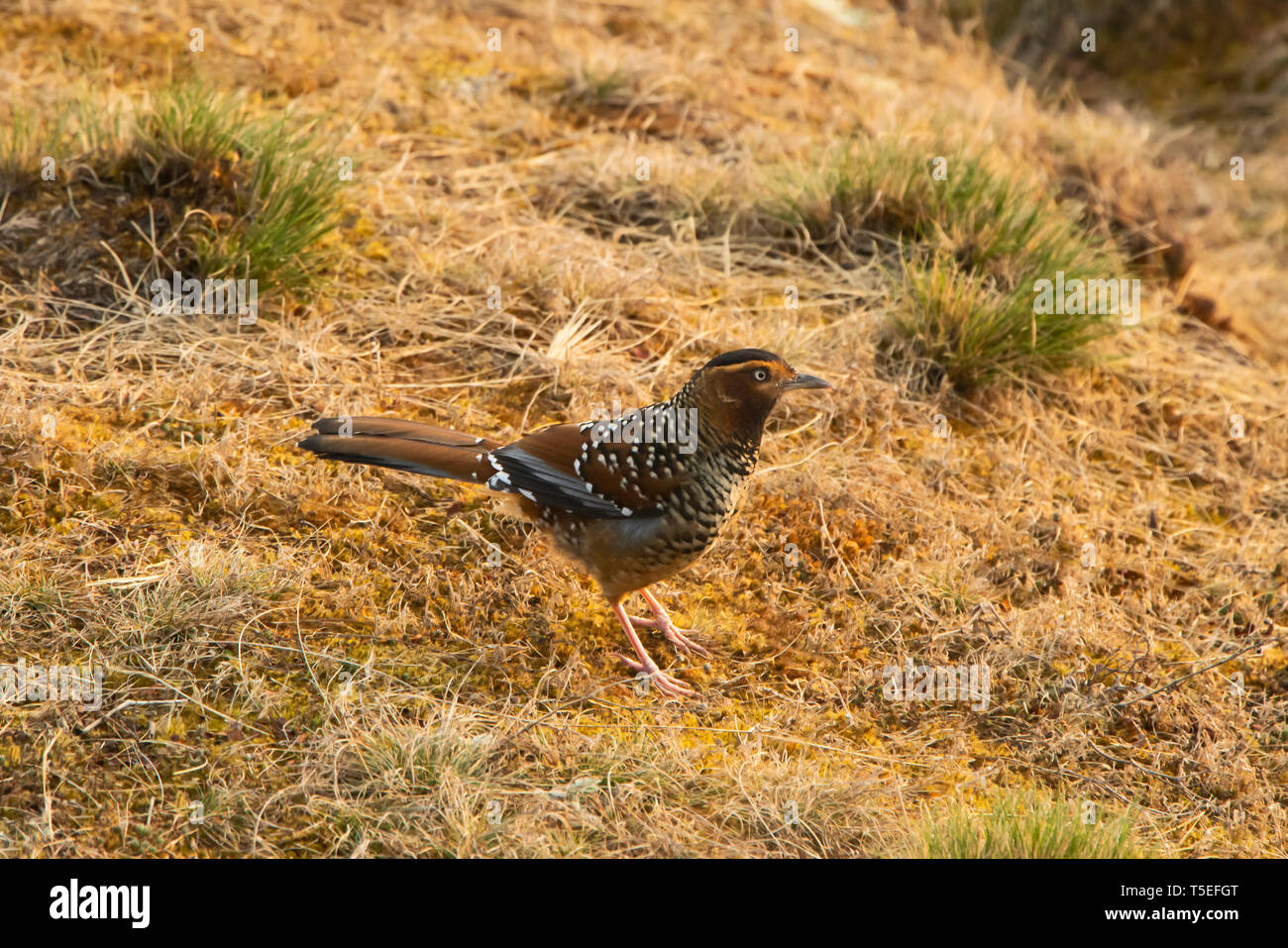 Spotted launghingthrush, Garrulax ocellatus, Singalila National Park, Darjeeling, West Bengal, India. Stock Photo