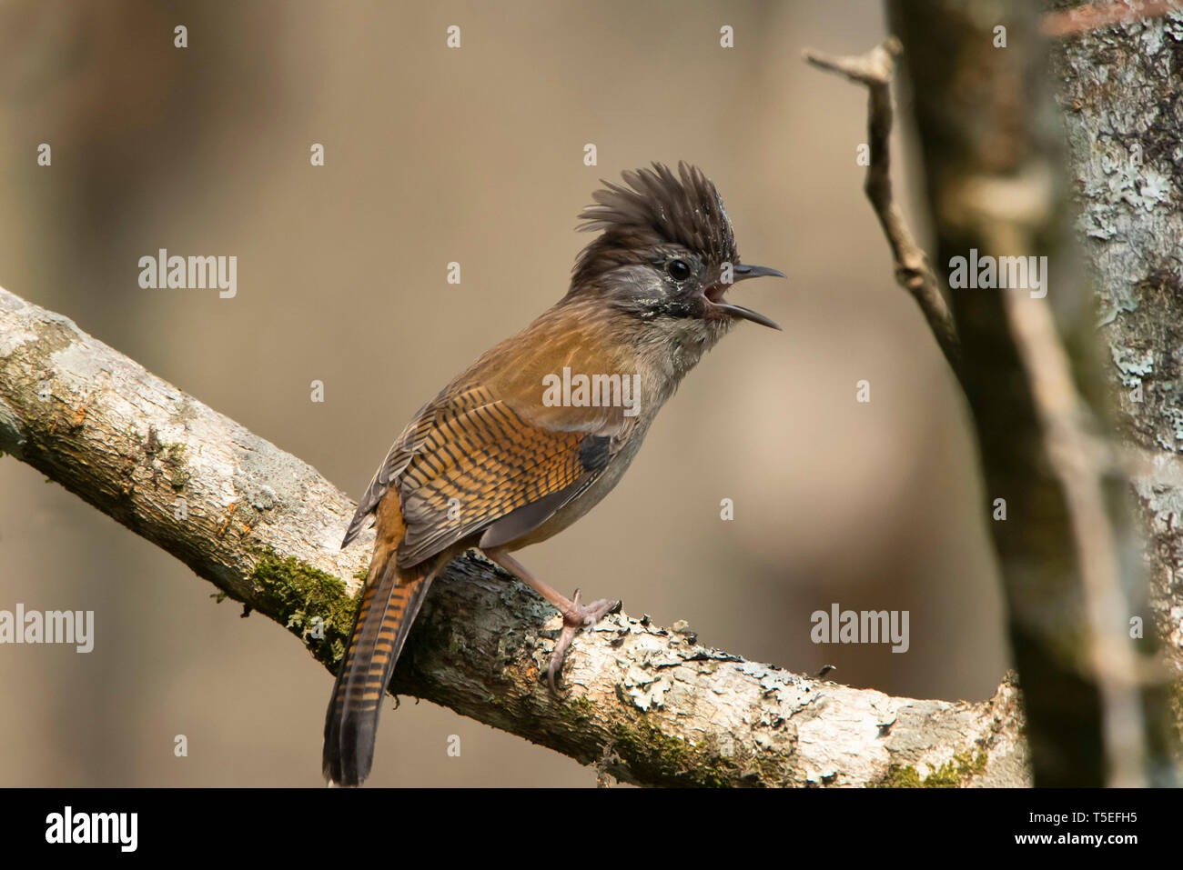 Streak-throated barwing, Actinodura waldeni, Singalila National Park, Darjeeling, West Bengal, India. Stock Photo
