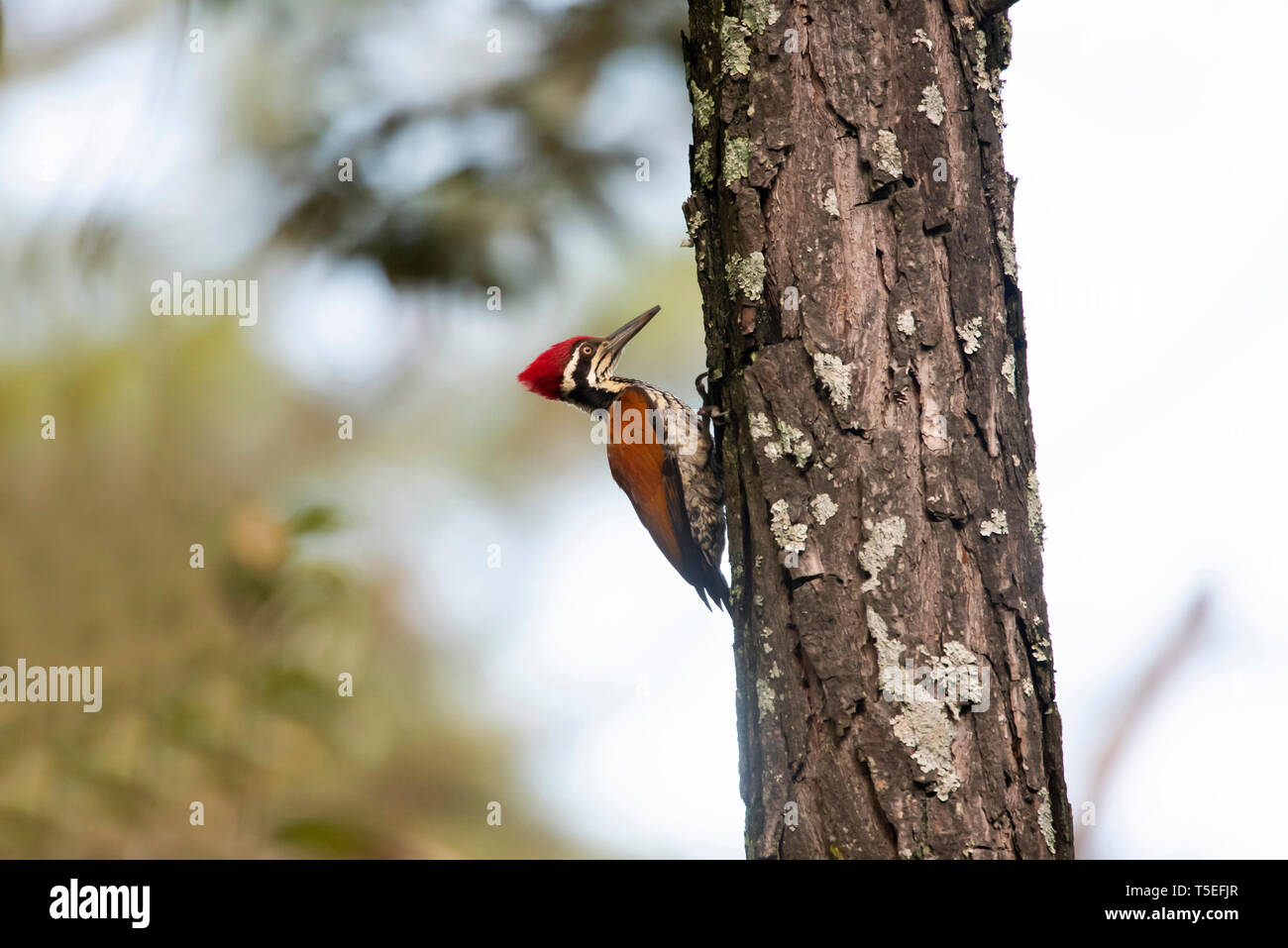 Greater flameback woodpecker, Chrysocolaptes guttacristatus, male, Sattal, Uttarakhand, India. Stock Photo