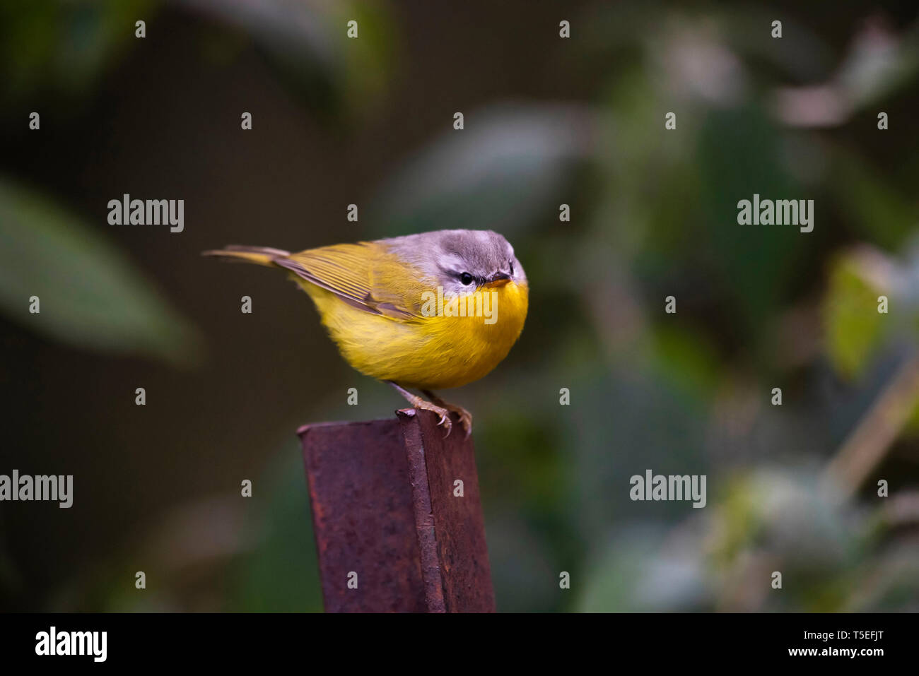 Grey-hooded warbler, Phylloscopus xanthoschistos, Sattal, Uttarakhand, India. Stock Photo