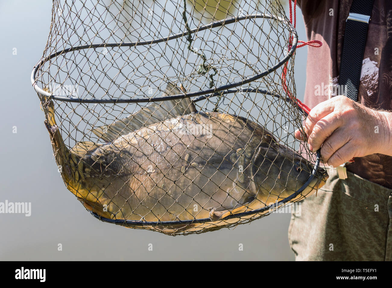 A caught carp in a fisherman's net.. Carp in landing net just