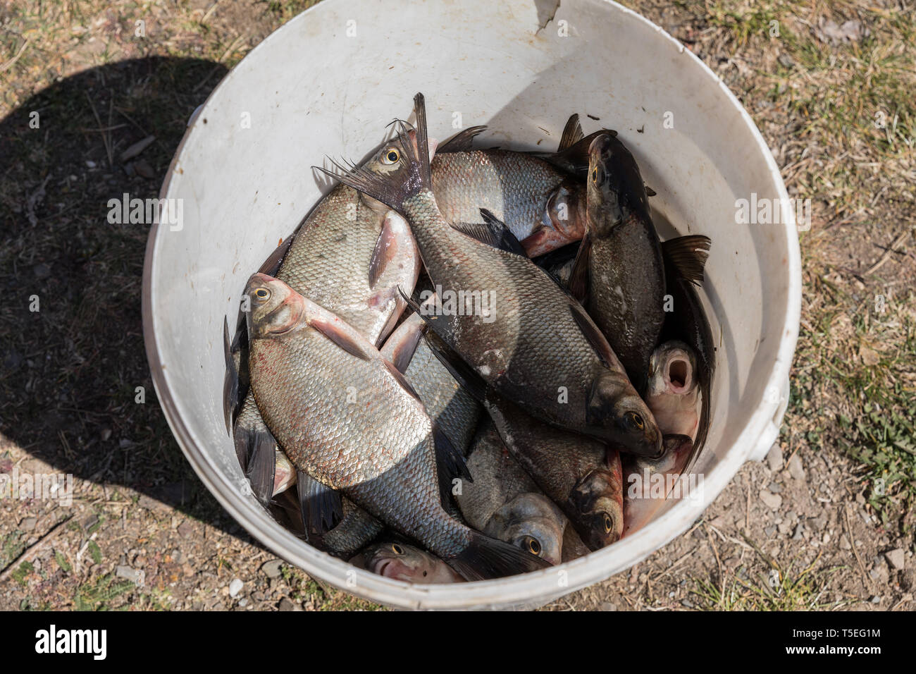 Several small fish caught in a fish basket. Little bream in a bucket Stock  Photo - Alamy