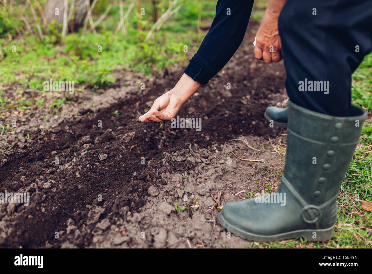 Farmer's hand planting a seed in soil. Senior woman sowing parsley in spring garden. Agriculture concept Stock Photo