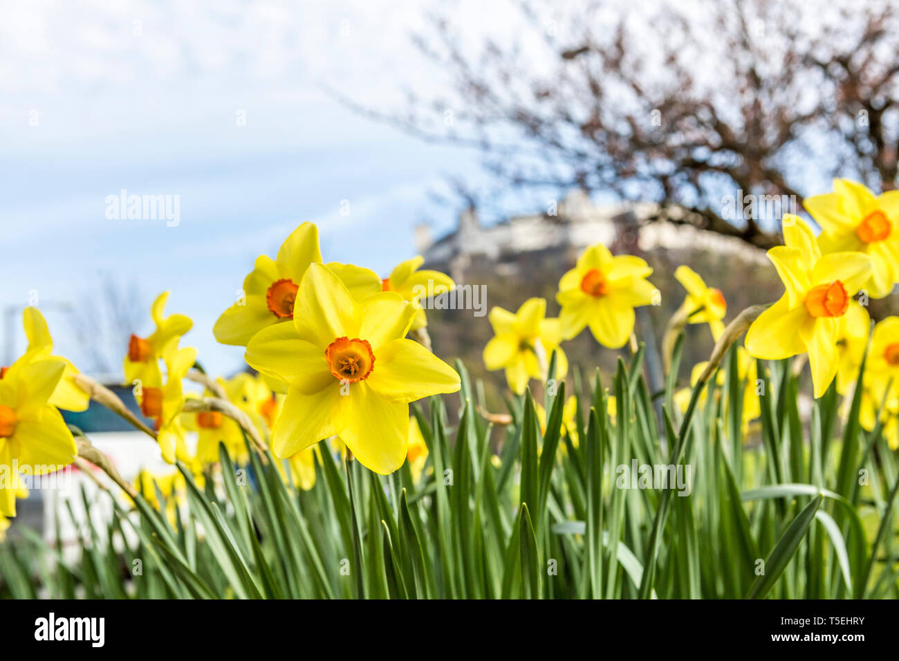 Daffodil flowers in spring Stock Photo