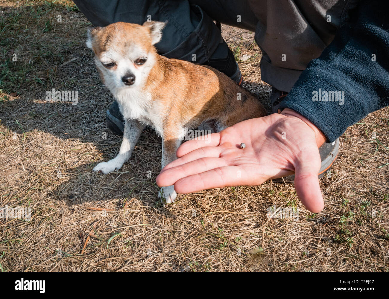 The tick with blood moves on the man hand close up, swollen