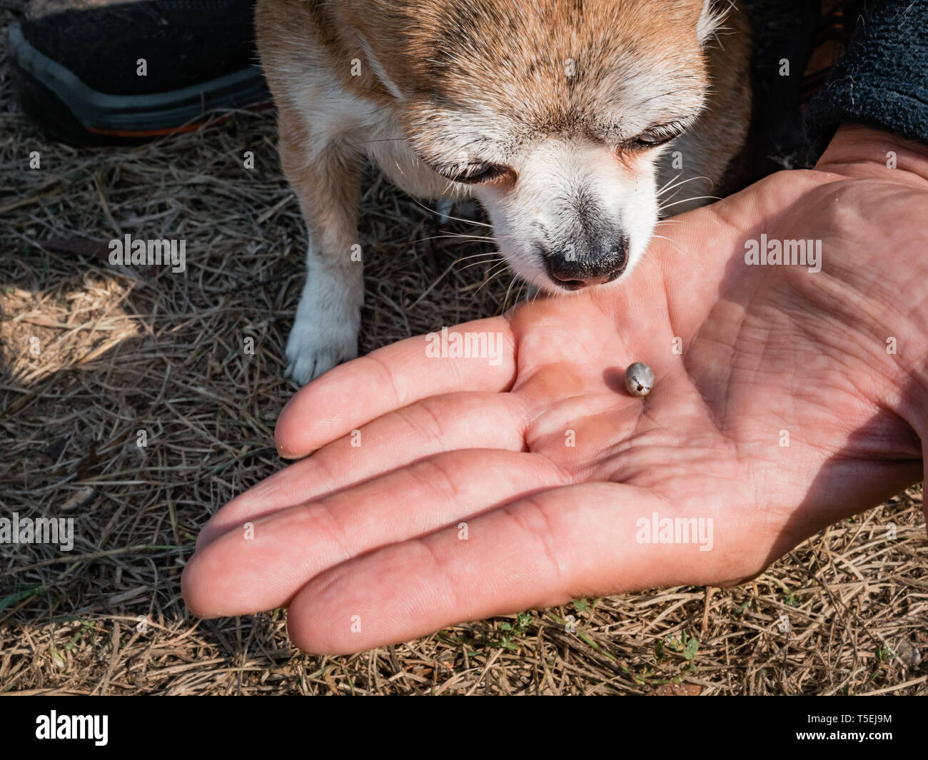 The tick with blood moves on the man hand close up, swollen