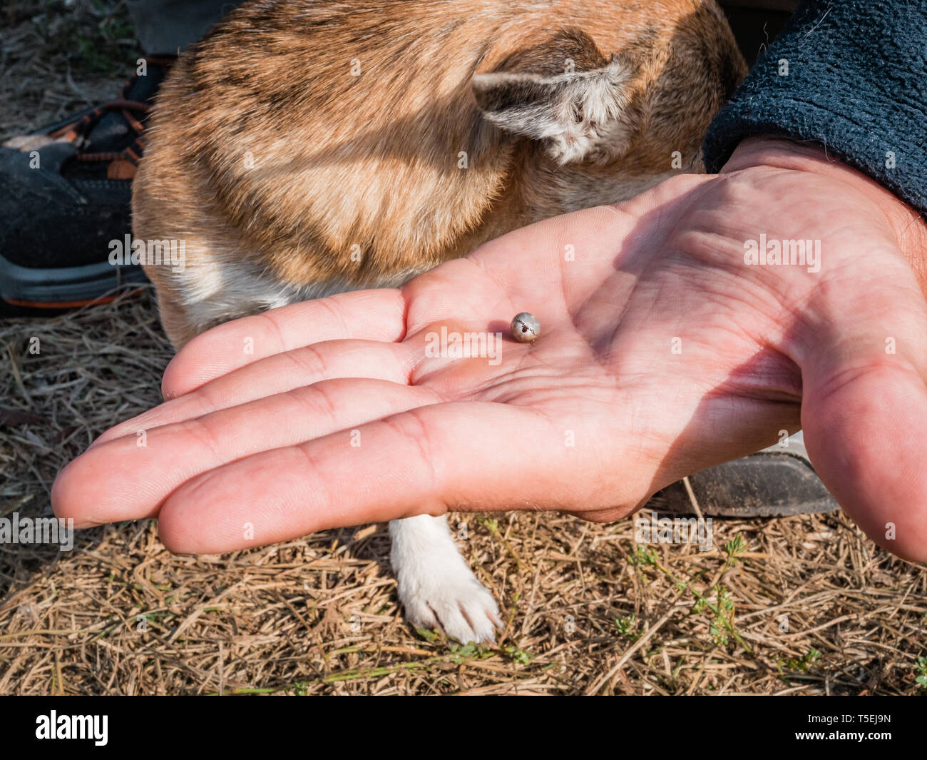 The tick engorged with blood moves on the man hand close up, swollen tick stirs in the palm of a man removed from the dog. The dog is trembling from Stock Photo
