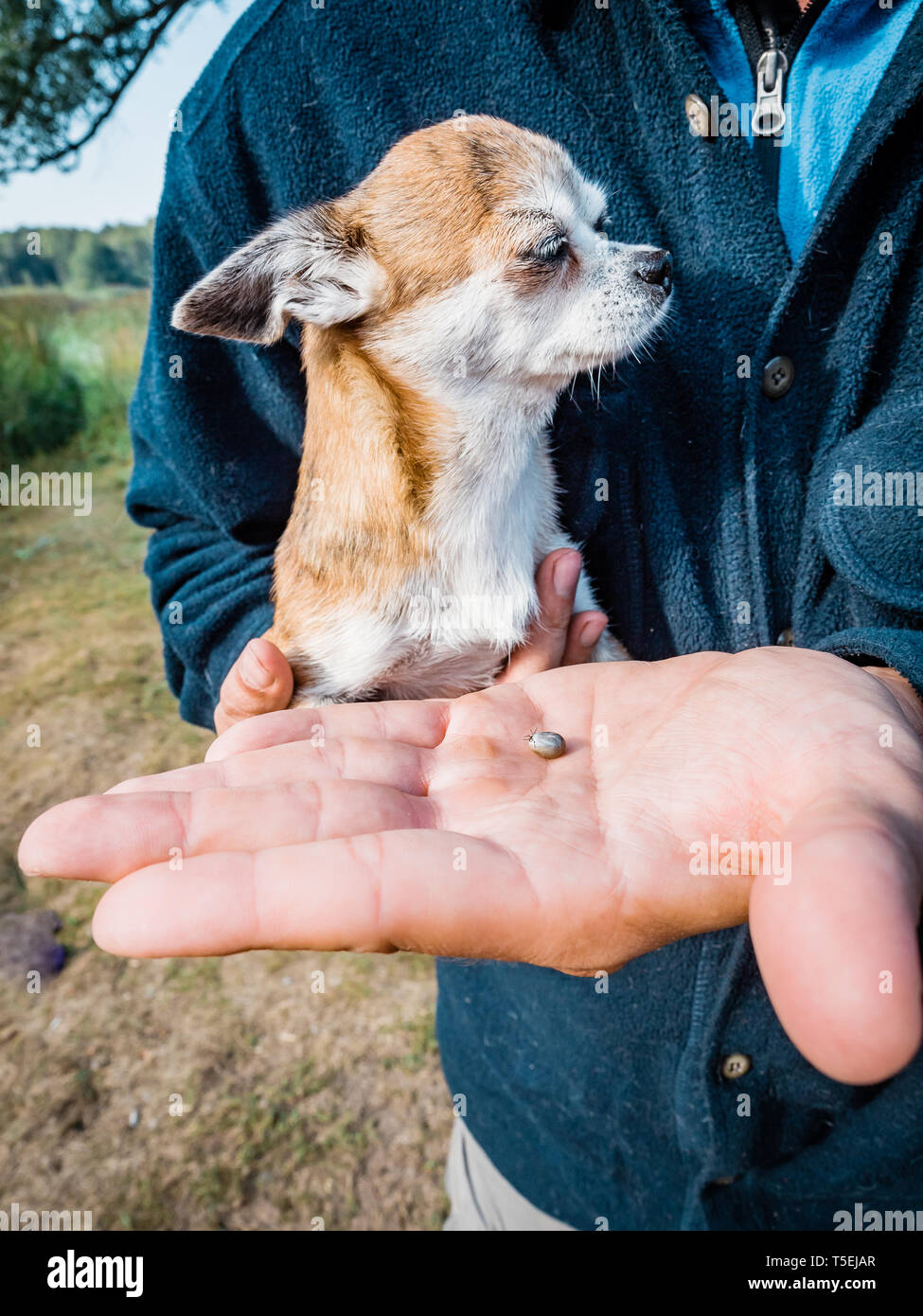 The tick with blood moves on the man hand close up, swollen