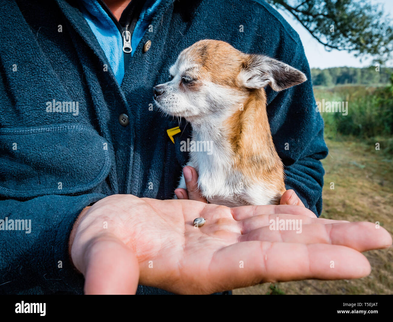 The tick with blood moves on the man hand close up, swollen