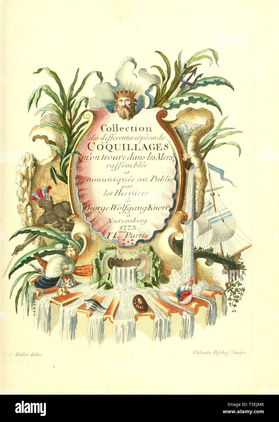 Beautiful Vintage Hand Drawn Illustrations Of Exotic Coral Reef Shells From Old Book Can Be Used As Poster Or Decorative Element For Interior Design Stock Photo Alamy