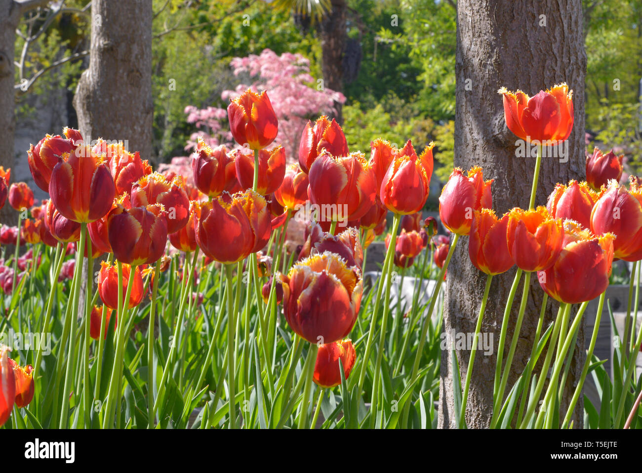 Cultivated of red and yellow tulips (Tulipa Stock Photo - Alamy
