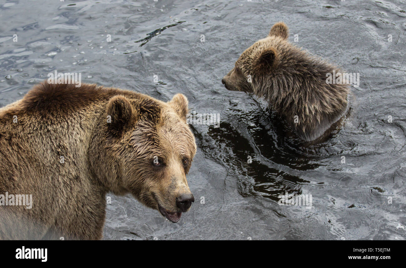 Cute Family Of Brown Bear Mother Bear And Its Baby Playing In The Dark Water Ursus Arctos Beringianus Kamchatka Bear Stock Photo Alamy