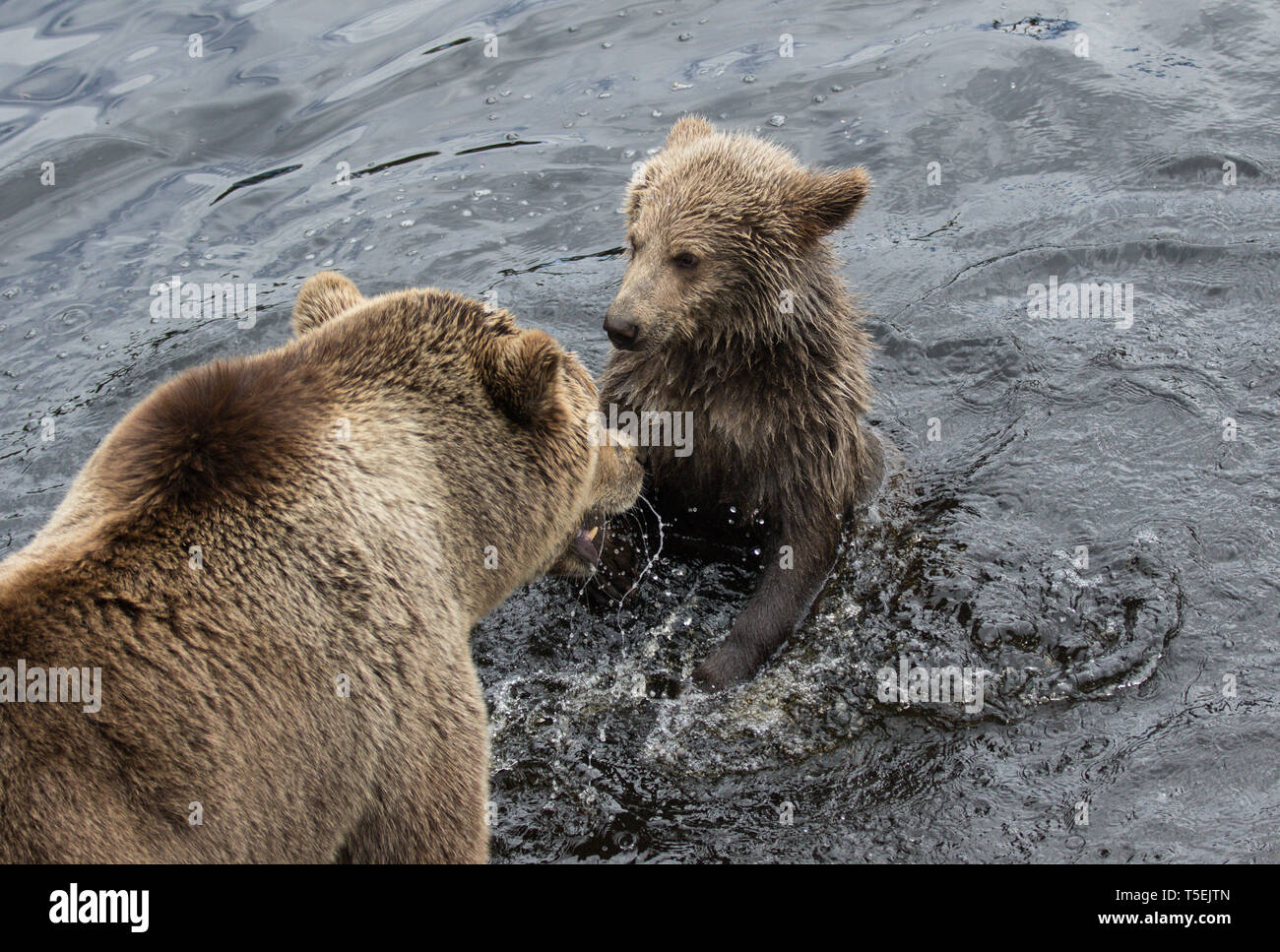 Cute family of brown bear mother bear and its baby playing in the dark ...