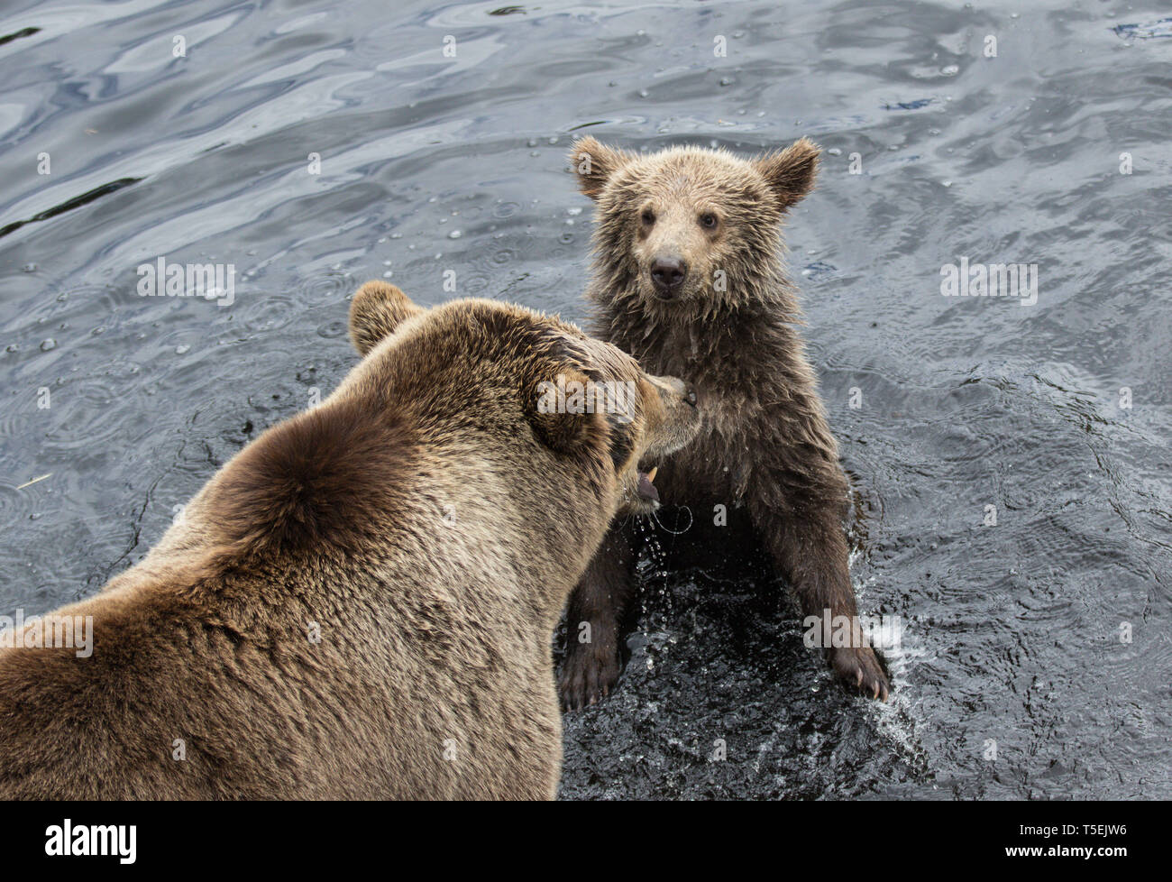 Cute family of brown bear mother bear and its baby playing in the dark ...