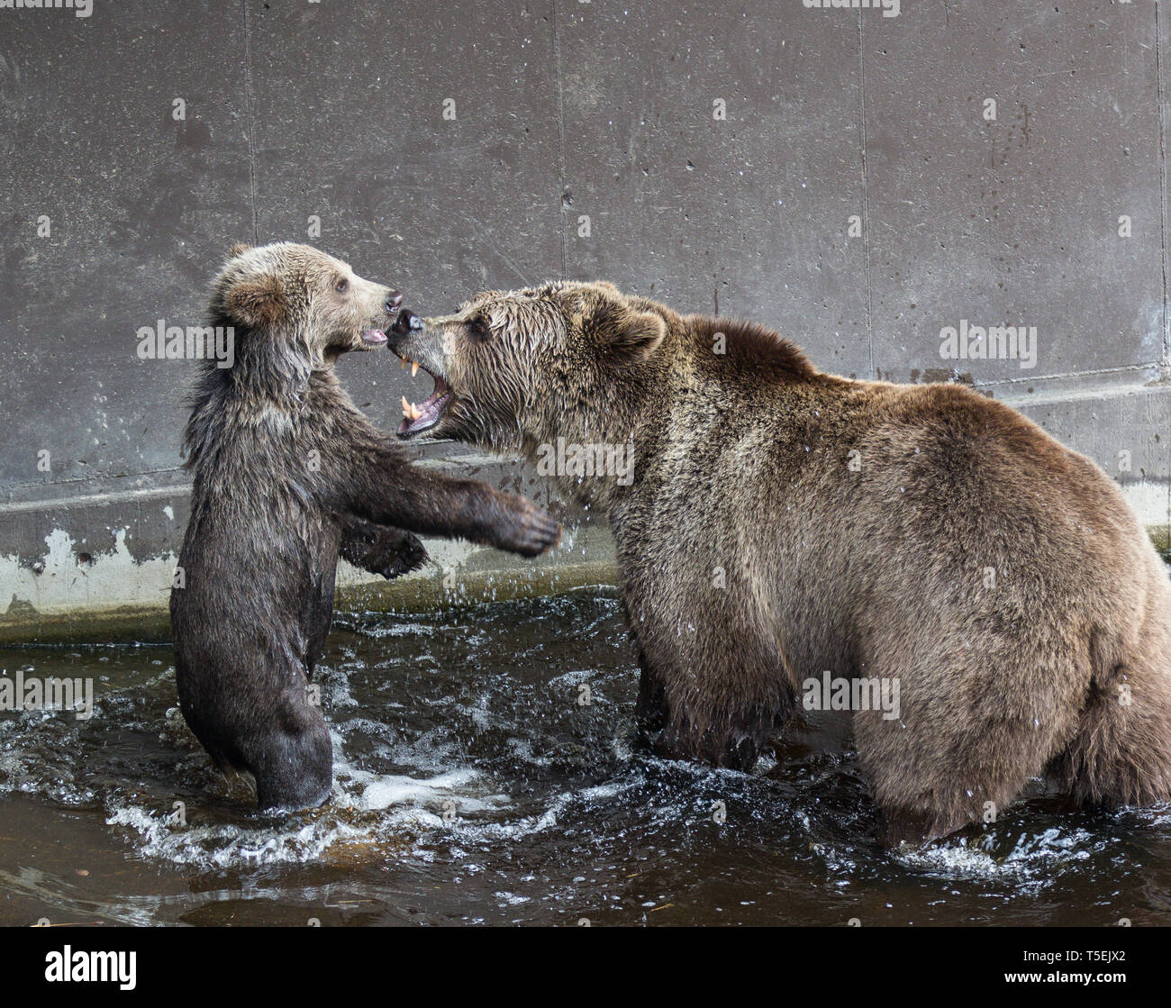 Cute family of brown bear mother bear and its baby playing in the dark ...