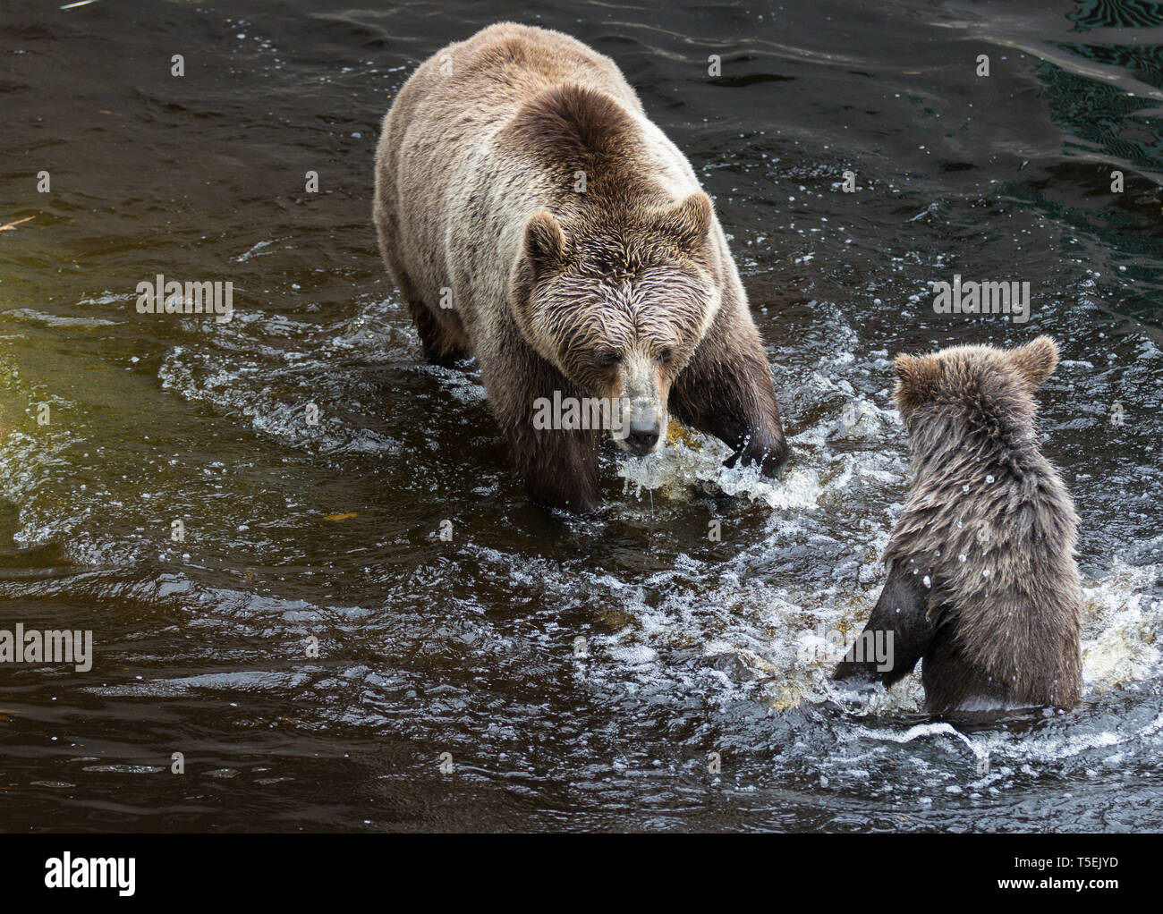 Cute family of brown bear mother bear and its baby playing in the dark ...