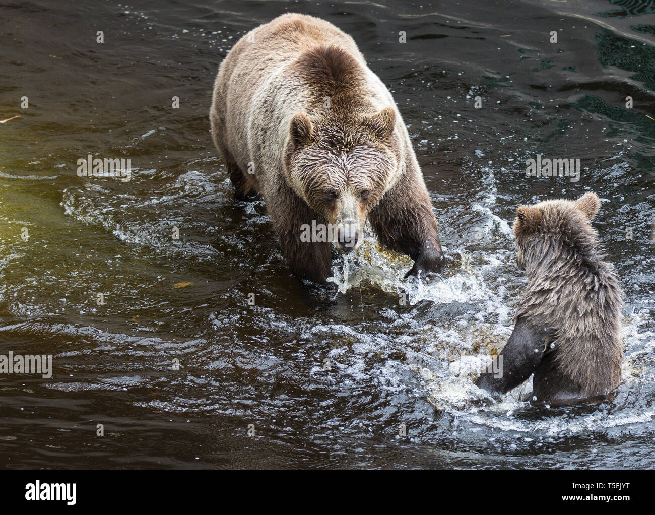 Cute family of brown bear mother bear and its baby playing in the dark ...