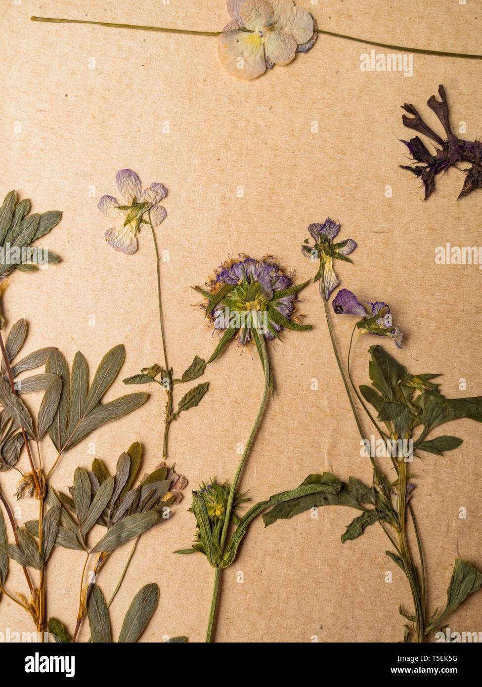 Beautiful Dried Flowers In Notebook On Old Background Stock Photo Alamy