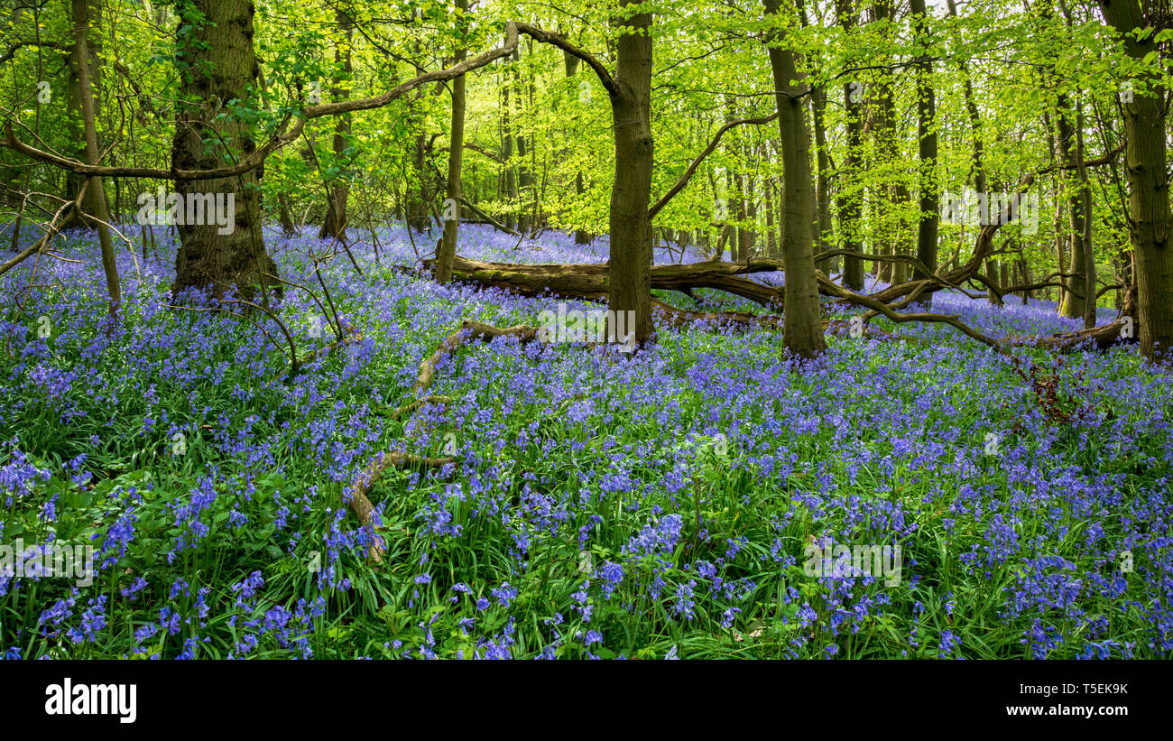 Spring bluebells in an English Wood, Gloucestershire, England Stock Photo