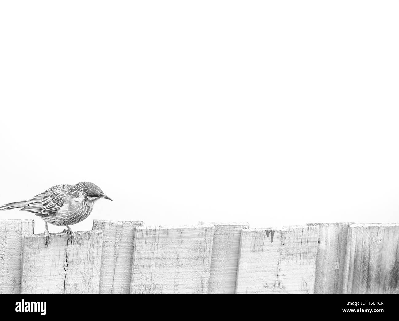 Lower third hi-res stock photography and images - Alamy