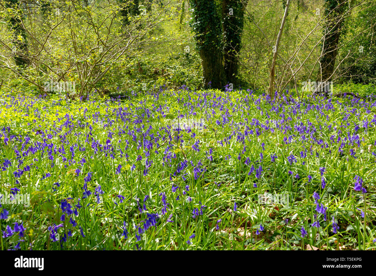 Colour landsape photograph of carpet of wild Bluebells in flower in ancient hazel and ash coppice. Dorset, UK. Stock Photo