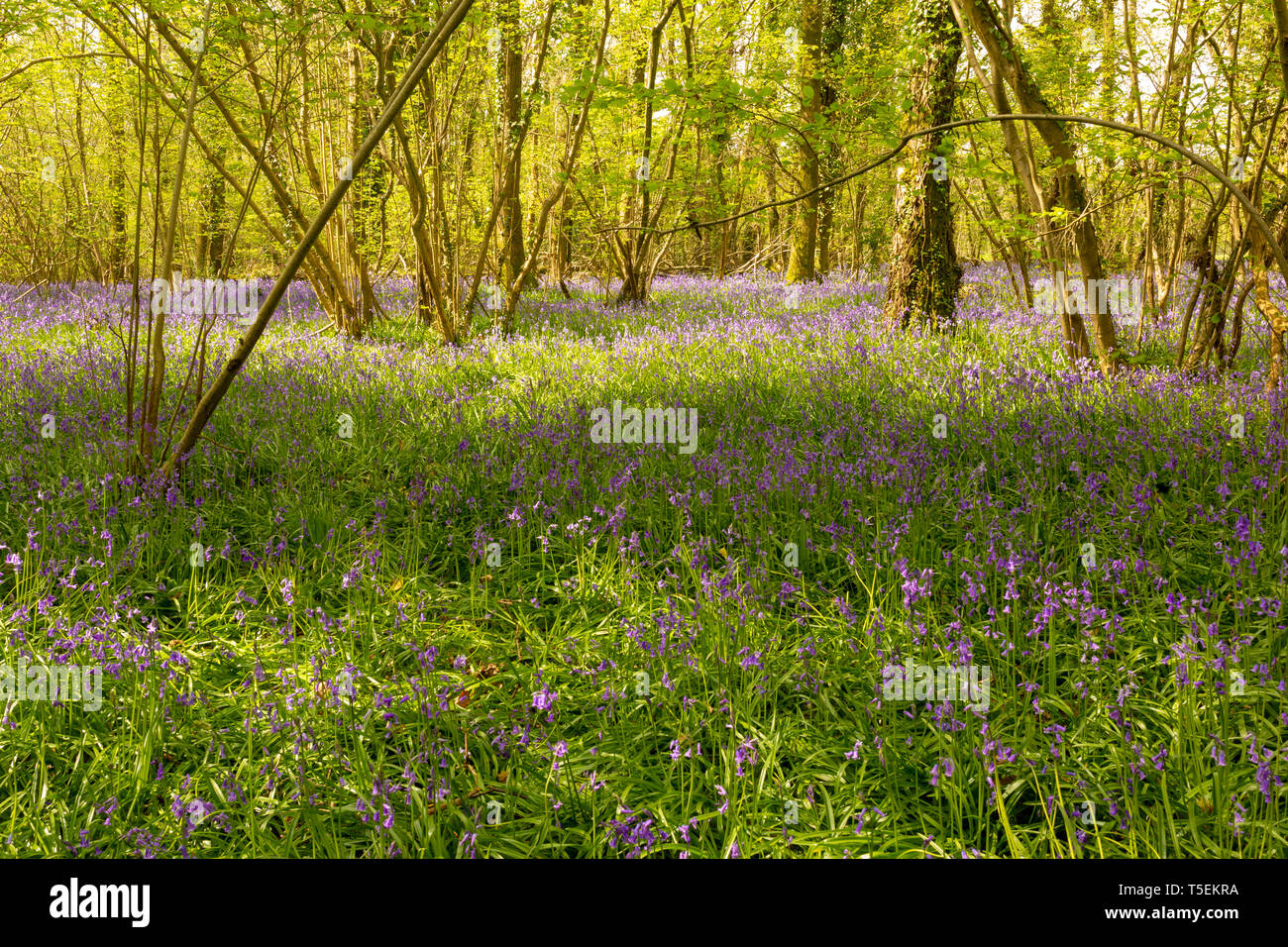 Colour landsape photograph of carpet of wild Bluebells in flower in ancient hazel and ash coppice. Dorset, UK. Stock Photo