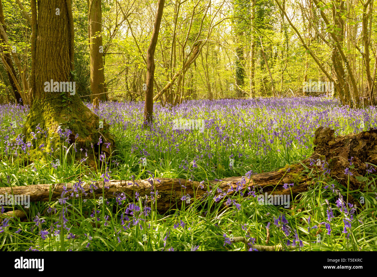 Colour landsape photograph of carpet of wild Bluebells in flower in ancient hazel and ash coppice with fallen dead wood in foreground. Dorset, UK. Stock Photo