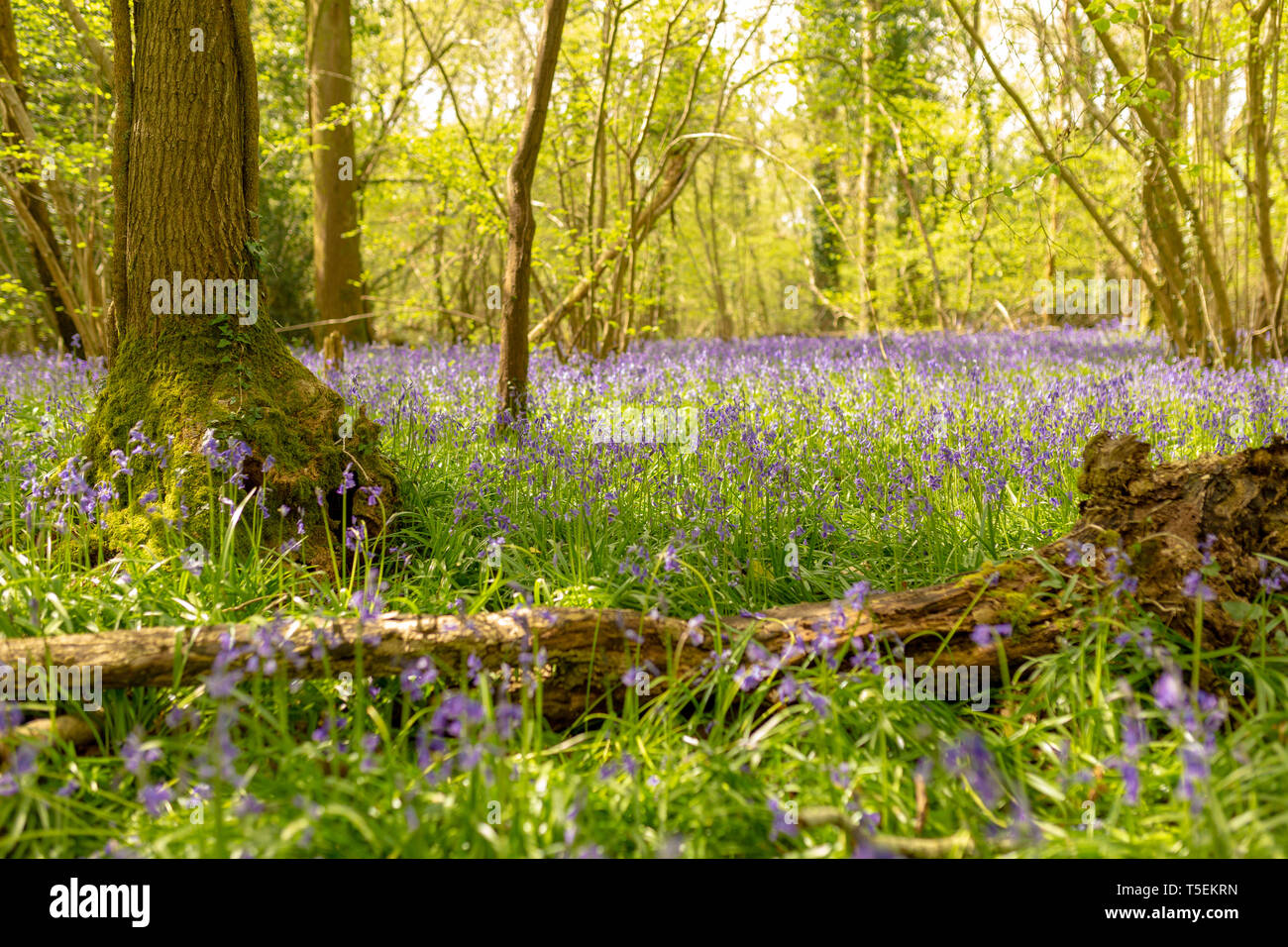 Creative colour landscape photograph of ancient woodland carpeted in Bluebells, with only the centre of photo in focus. Dorset, UK. Stock Photo