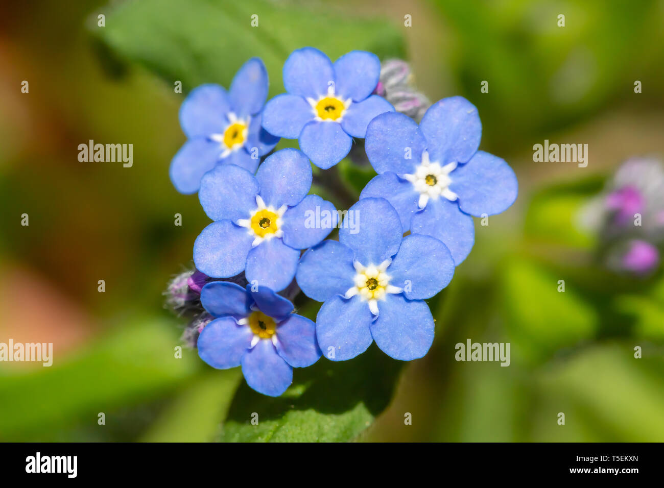 Colour Macro Photograph Of Collection Of Forget Me Not Myosotis Scorpioides Flowers In Spring Stock Photo Alamy