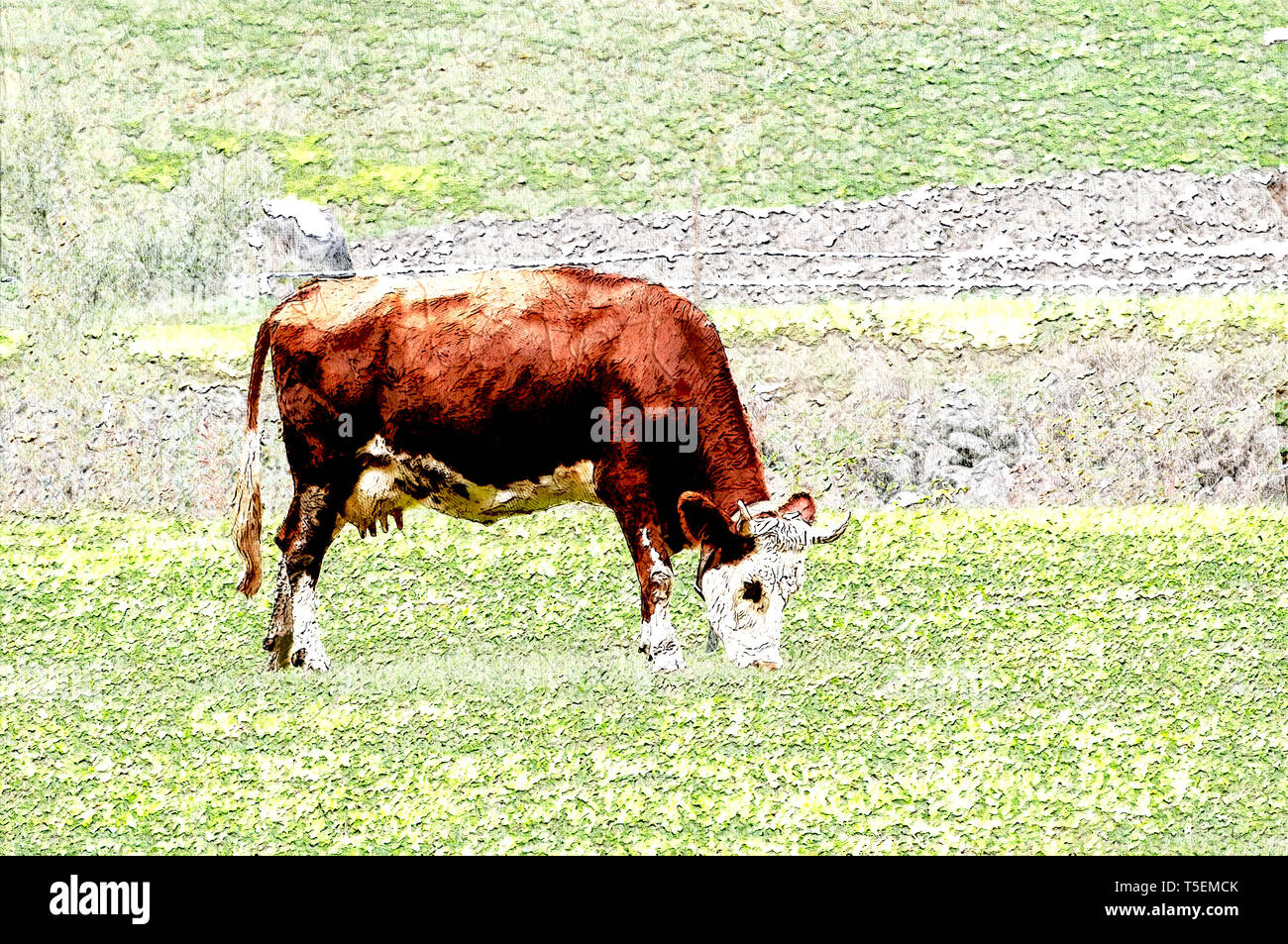 Digitally enhanced image of a Tyrolean Brown Cow without horns grazing in a mountain pasture, Stubai Valley, Tyrol, Austria Stock Photo