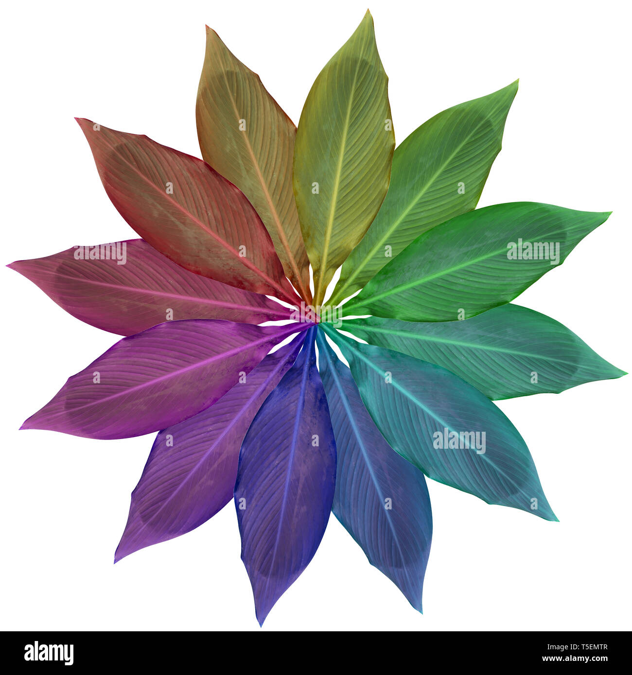 Digitally enhanced image of 12 rainbow coloured leaves arranged in a circular design Stock Photo
