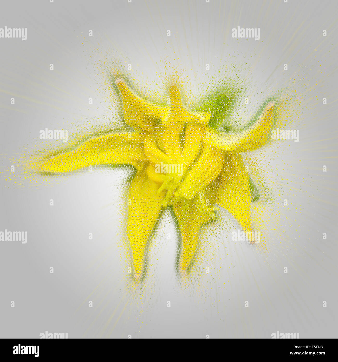Arbor Day concept Digitally enhanced image of a Yellow tomato blossom on a tomato bush Stock Photo