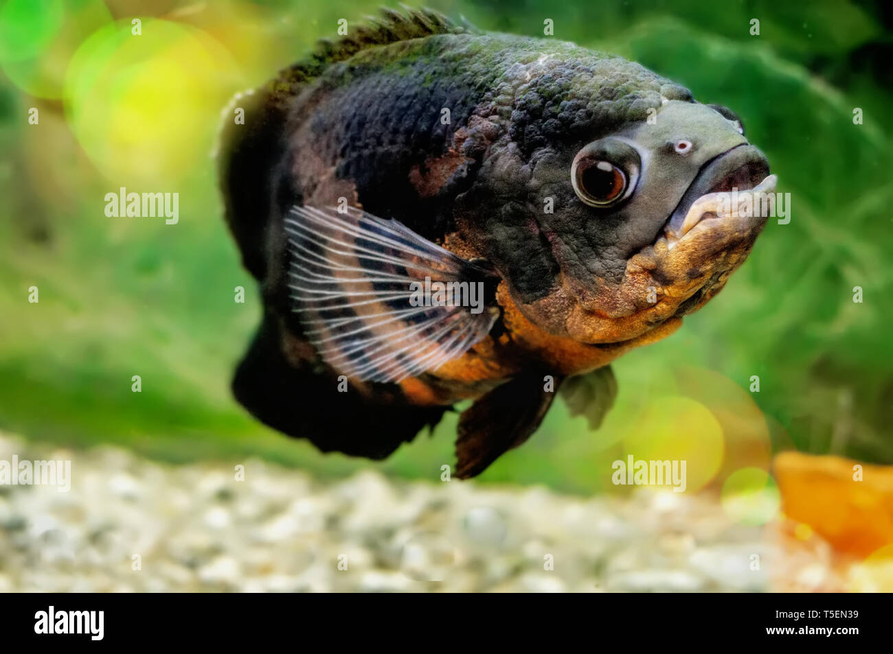 beautiful big black Astronotus with red spots of cichlid fish, swims in the water. Stock Photo