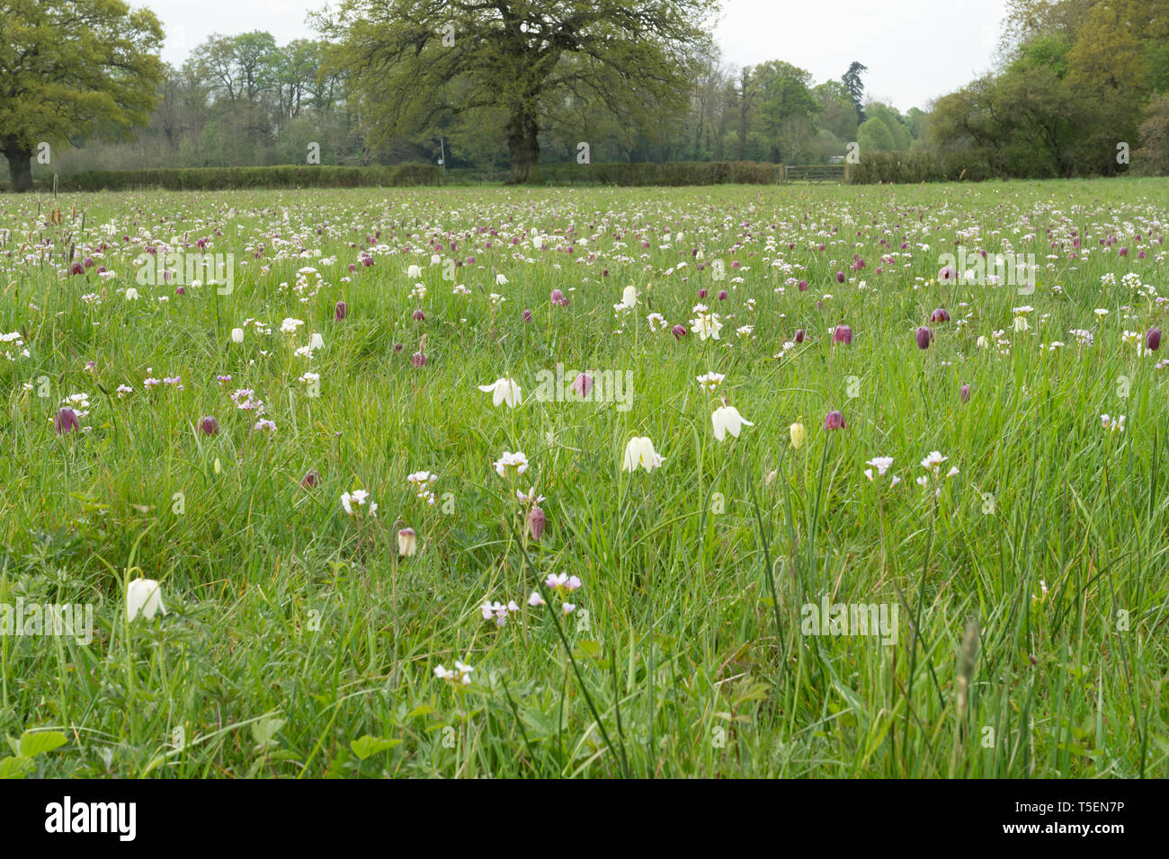 Snake's head fritillaries (snake's head fritillary - Fritillaria meleagris) flowering in a wildflower meadow during April, UK Stock Photo