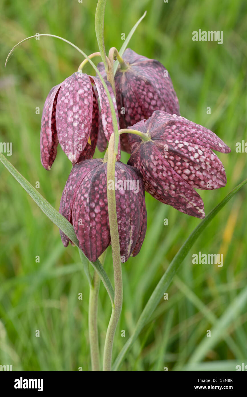 Snake's head fritillaries (snake's head fritillary -Fritillaria meleagris) flowering in a wildflower meadow during April, UK Stock Photo