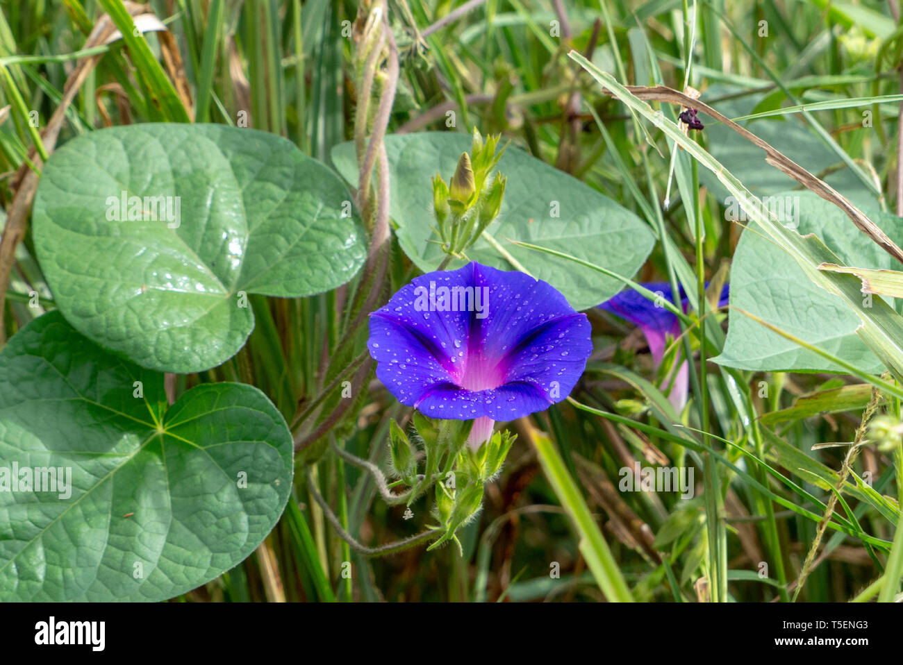 Purple petunia. Photographed near Shaxi, Jianchuan County, Dali Prefecture, Yunnan province, China Stock Photo