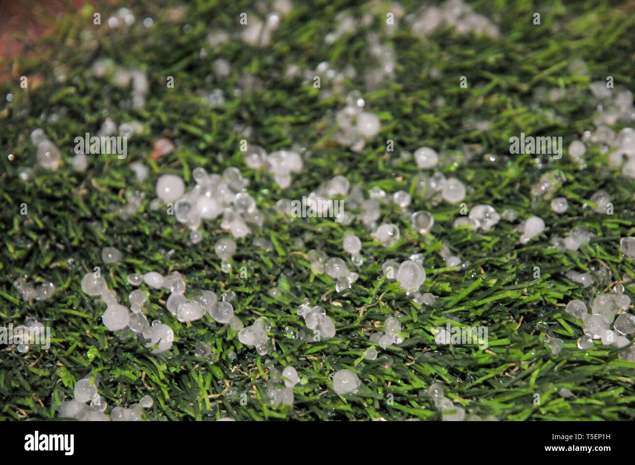 Hail rocks on the (synthetic) lawn. Photographed in Haifa, Israel in March Stock Photo