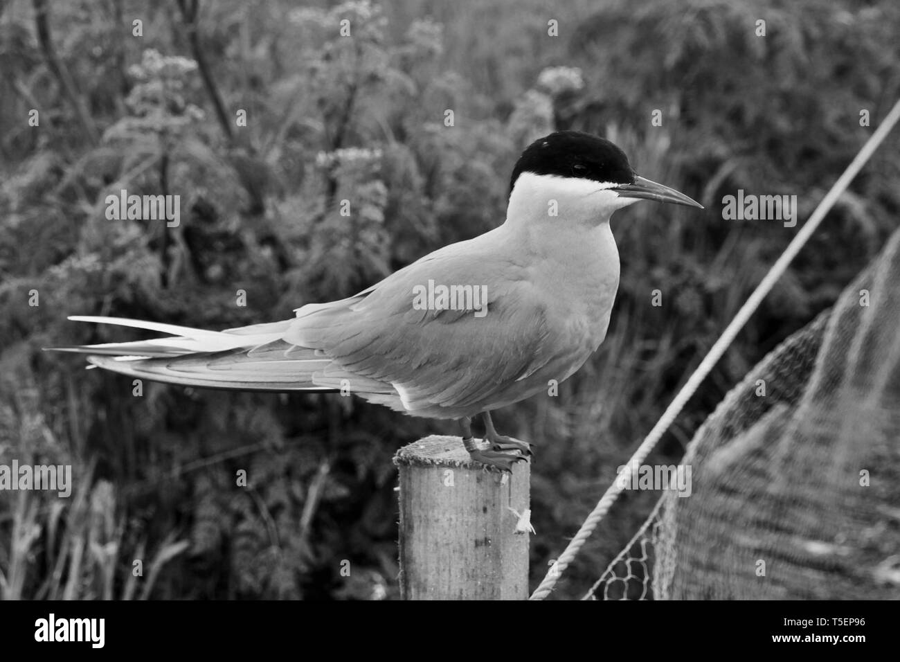A picture of an Arctic Tern in Monochrome Stock Photo