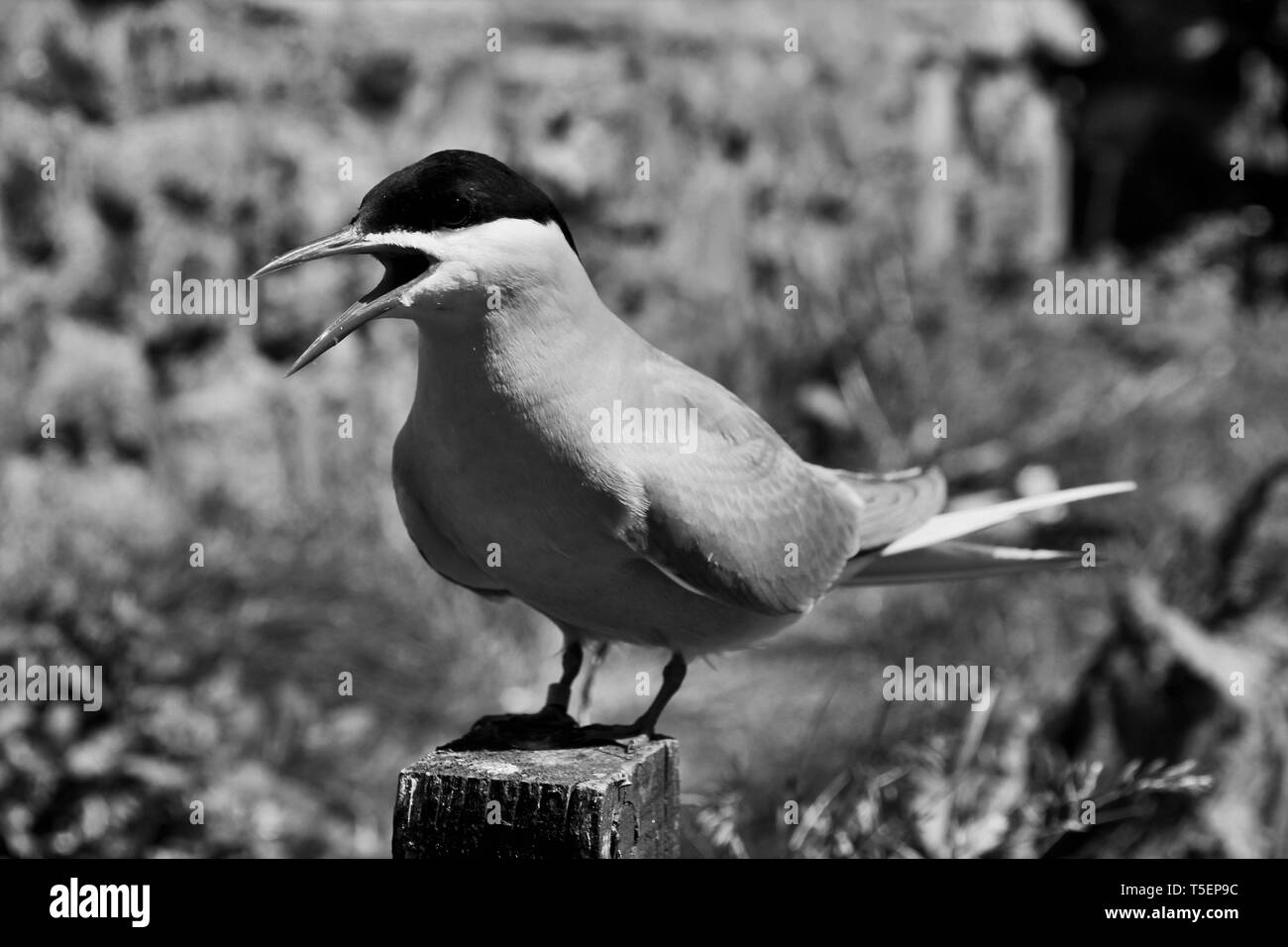 A picture of an Arctic Tern in Monochrome Stock Photo