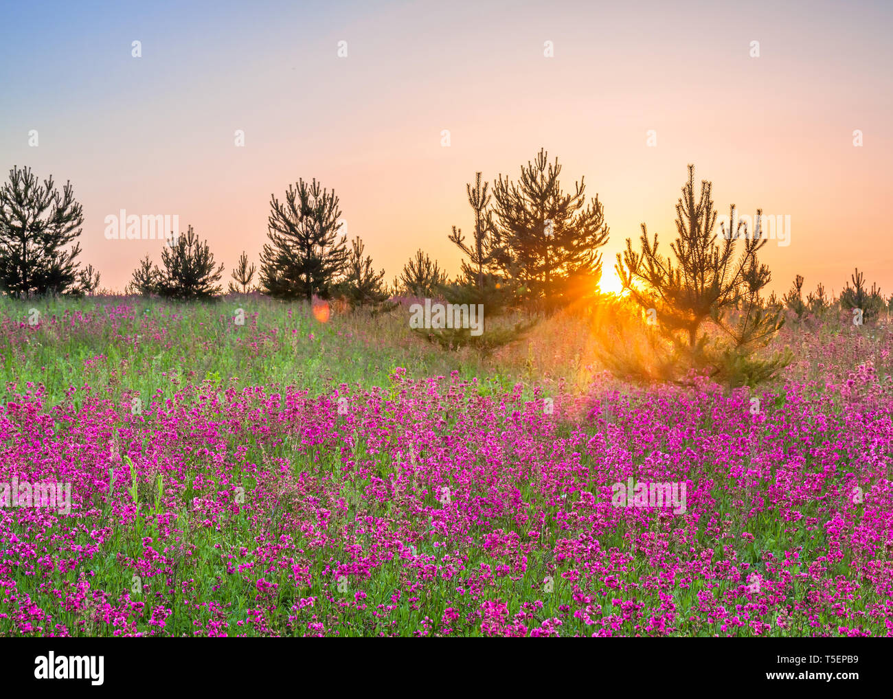 spring rural landscape with purple flowers on a flowering meadow and  sunset. blossoming  field wildflowers on sunrise. summer wild flowers bloom a fi Stock Photo