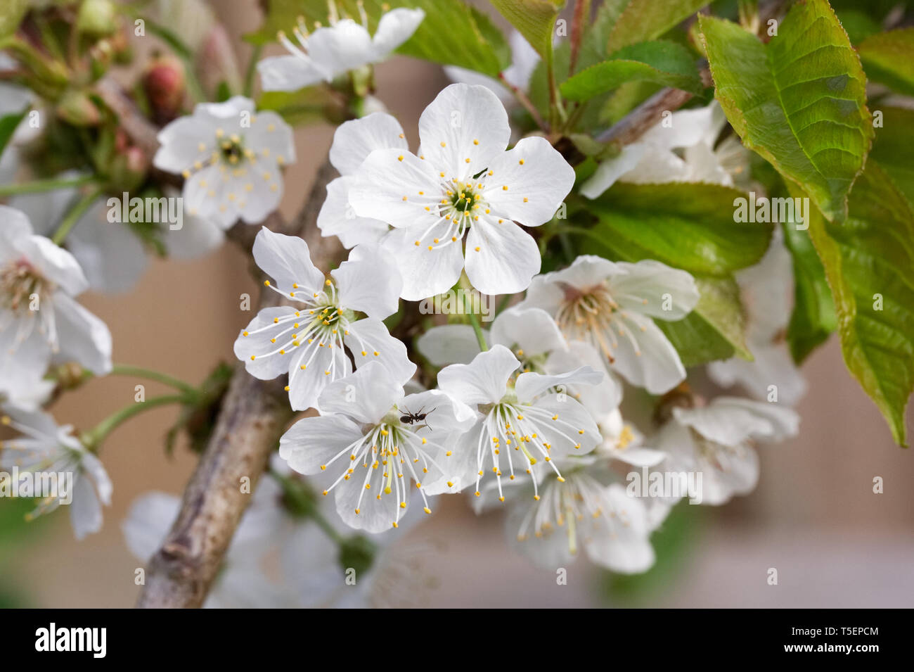Prunus avium stella blossom hi res stock photography and images Alamy
