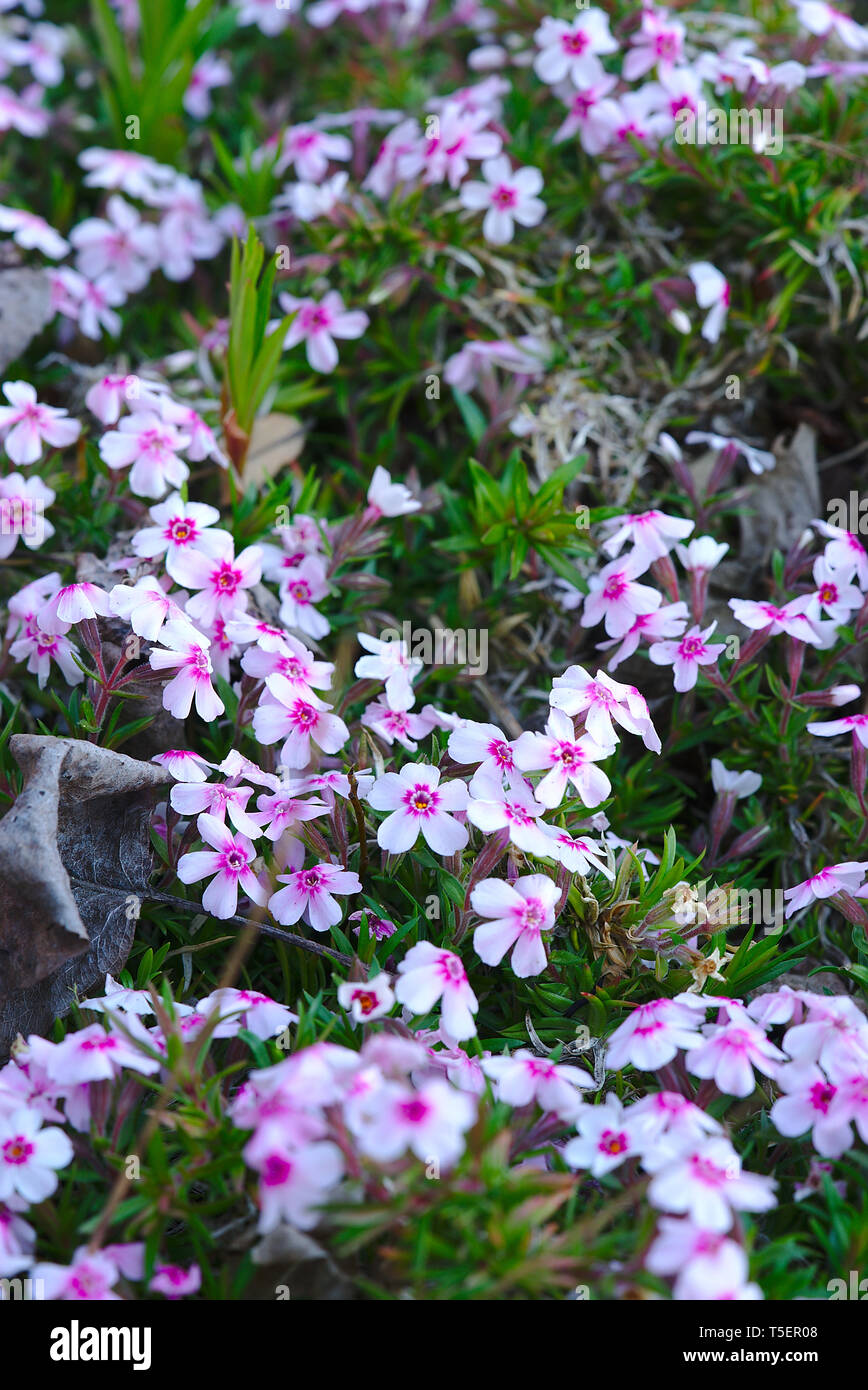 pink and white flowers grove of phlox (polemoniaceae) Stock Photo