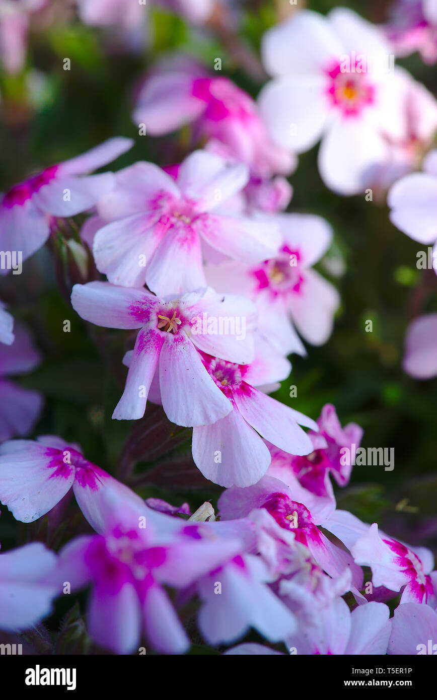 pink and white flowers of phlox (polemoniaceae) in macro photography Stock Photo