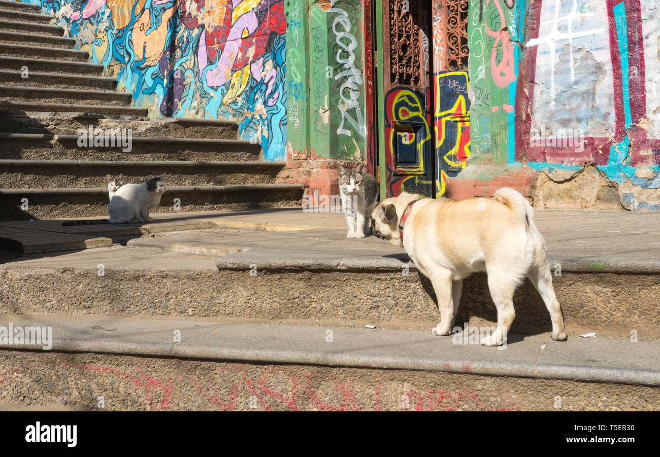 A pug takes on 3 street cats in the colourful streets of Valparaiso Stock Photo