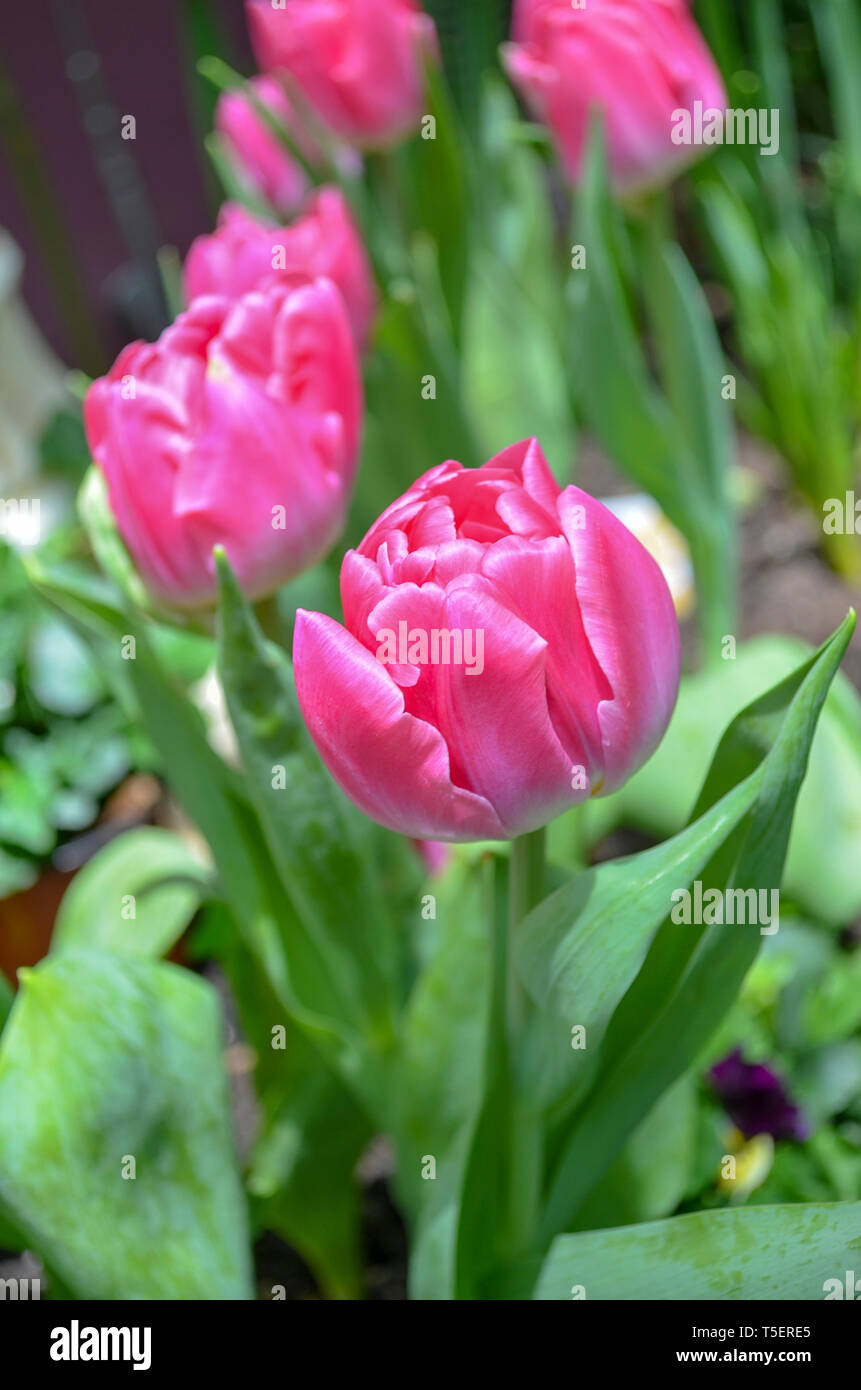 Tulips in Flower Dome, Garden By The Bay Singapore Stock Photo