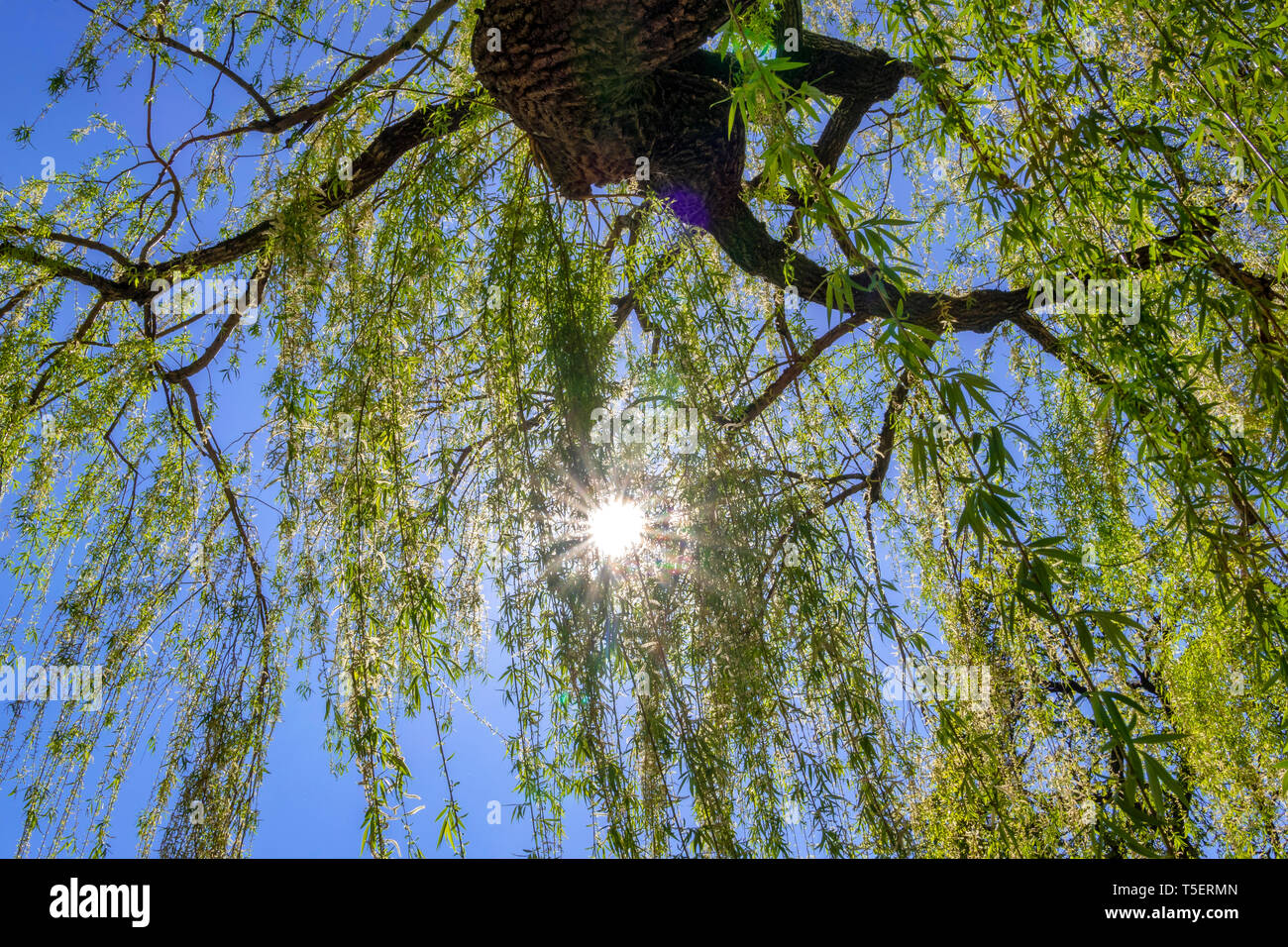 Weeping Willow (Salix babylonica), pendulous branchlets in spring, Weilheim, Bavaria, Germany, Europe Stock Photo