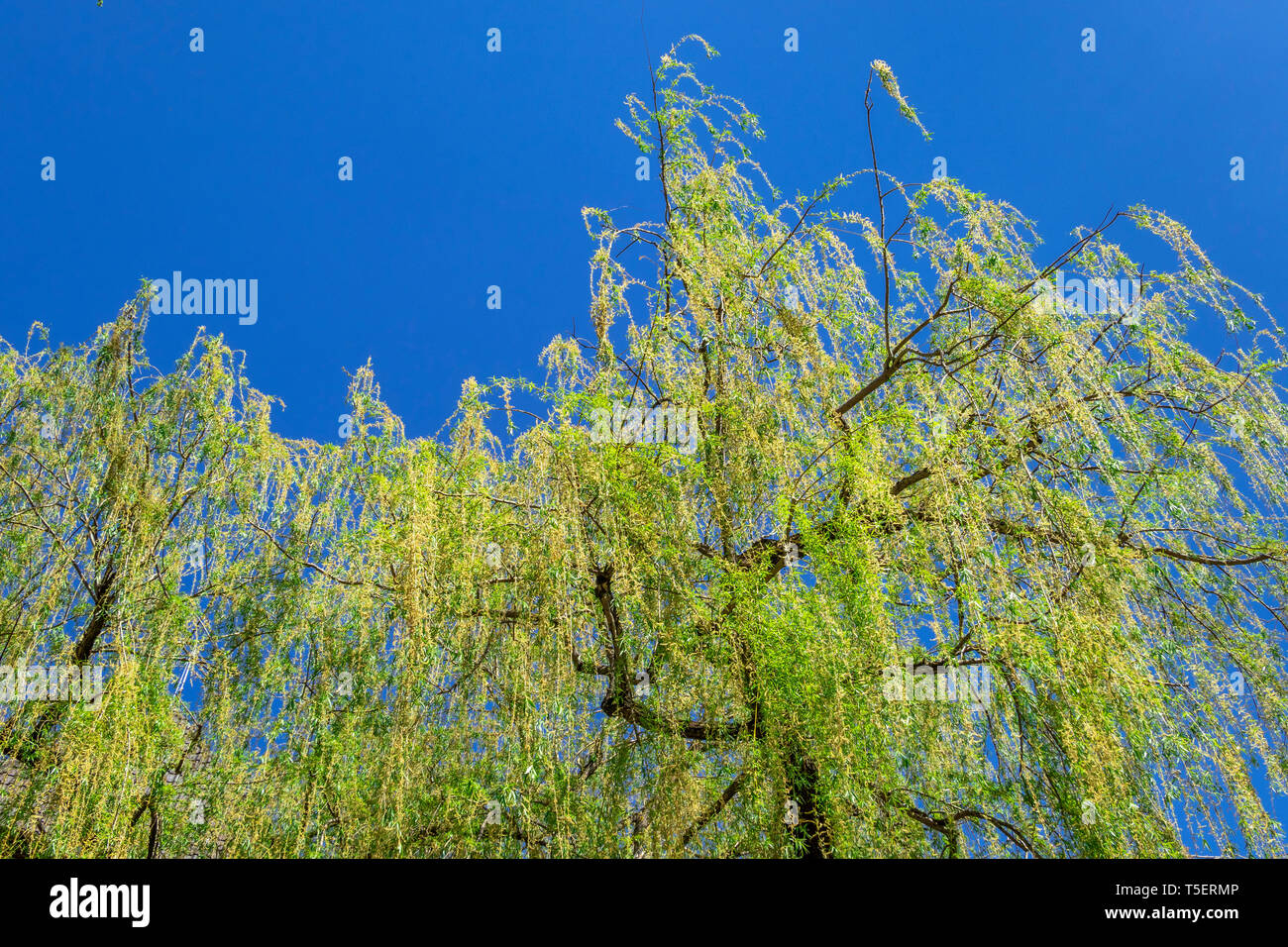 Weeping willow salix babylonica hires stock photography and images Alamy