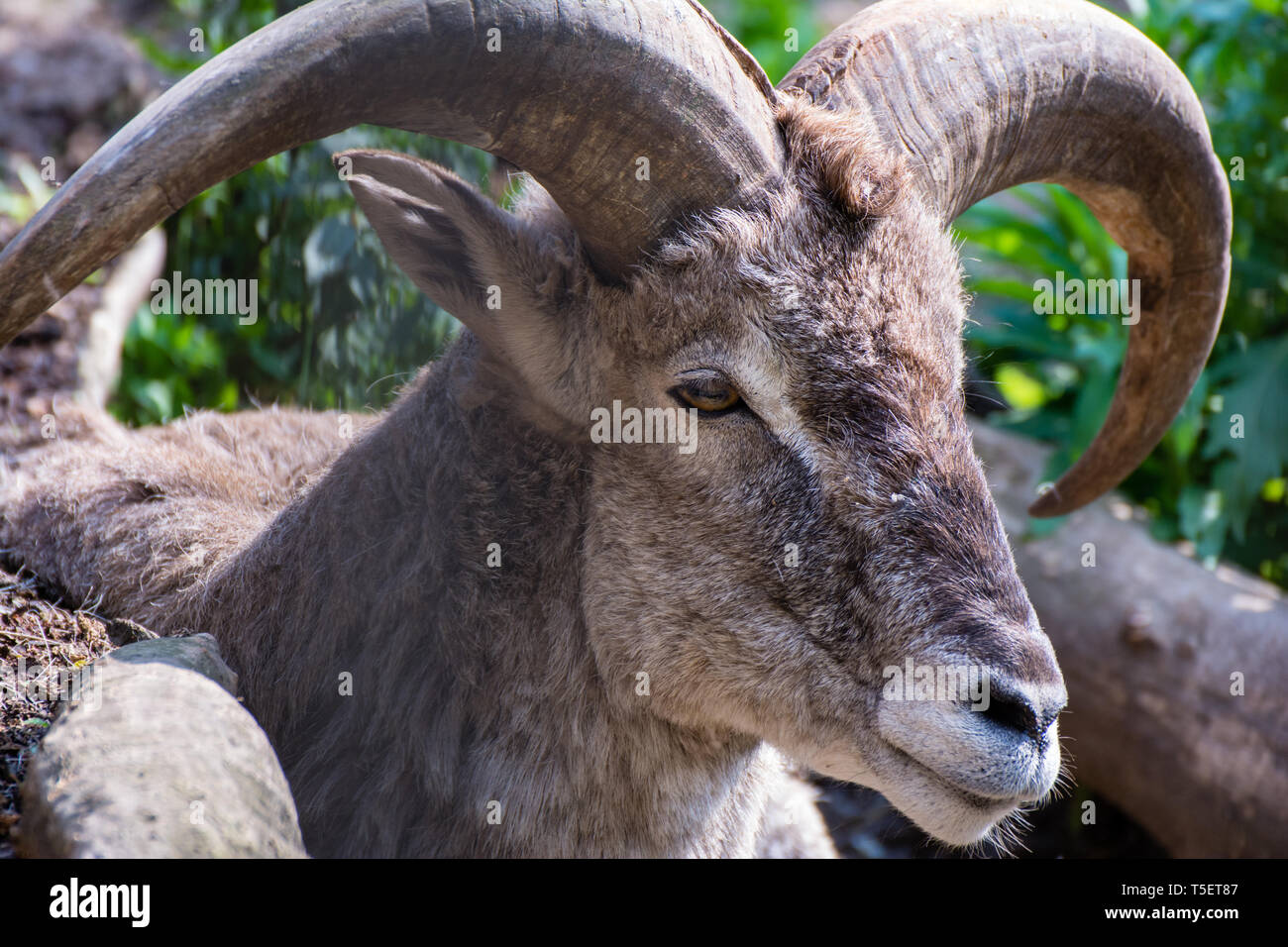 Bharal goat head closeup Stock Photo